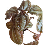 Pilea 7cm - Mixed - Houseplant - (Choice of 3)