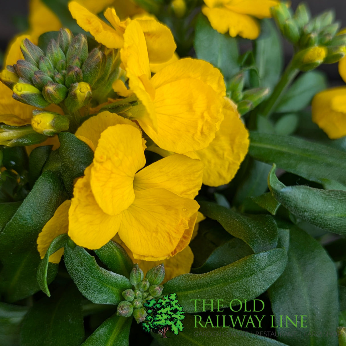 Porters Hoticulture Erysimum Mixed 1.5ltr Pot (Choice of 5)