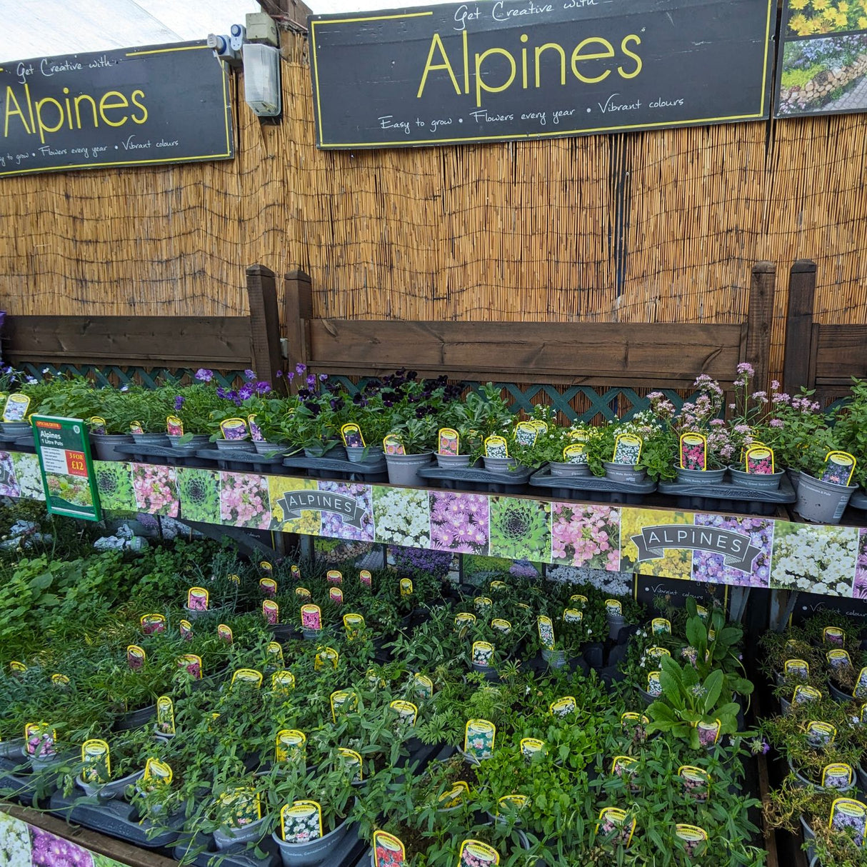 Alpine Mixed Variety 1Ltr Pot