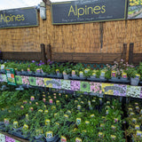 Alpine Mixed Variety 1Ltr Pot