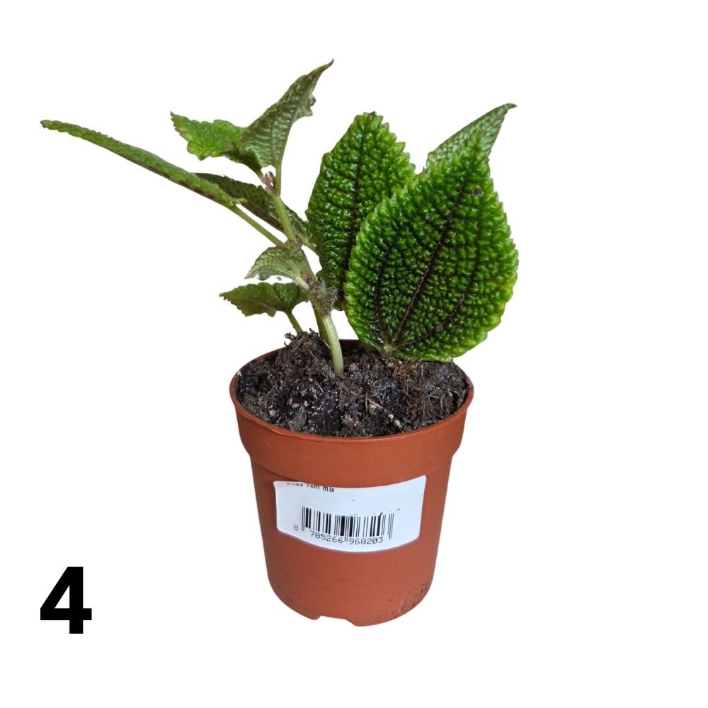 Pilea 7cm - Mixed - Houseplant - (Choice of 3)