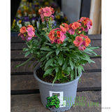 Porters Hoticulture Erysimum Mixed 1.5ltr Pot (Choice of 5)