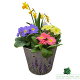 Mother's Day Primrose & Daffodil - Lavender Pot 22cm