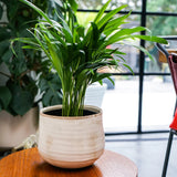 Ivyline 18cm Ivory Como Glazed Planter