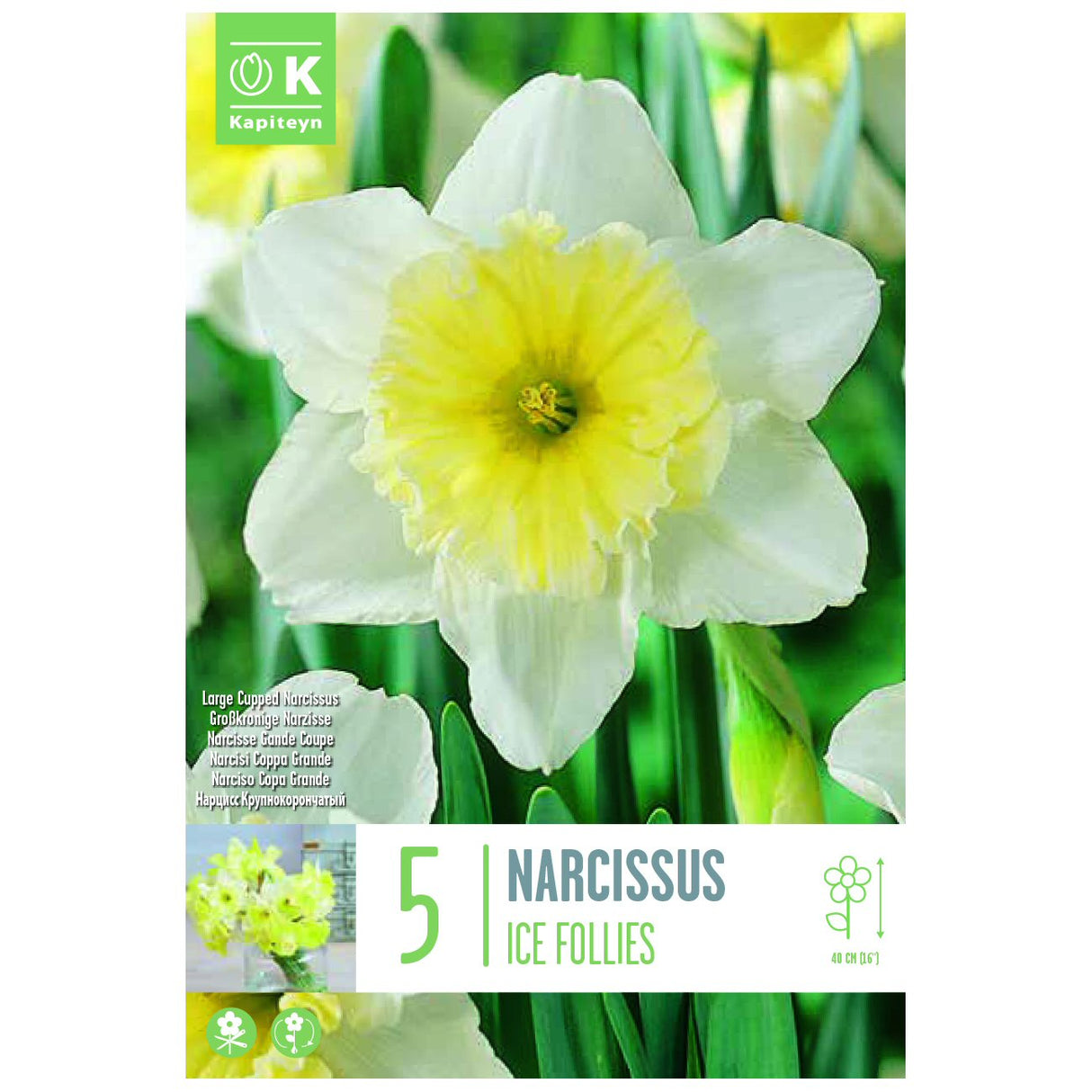 Kapiteyn 5 Ice Follies Narcissus Daffodil Spring Flowering Bulbs