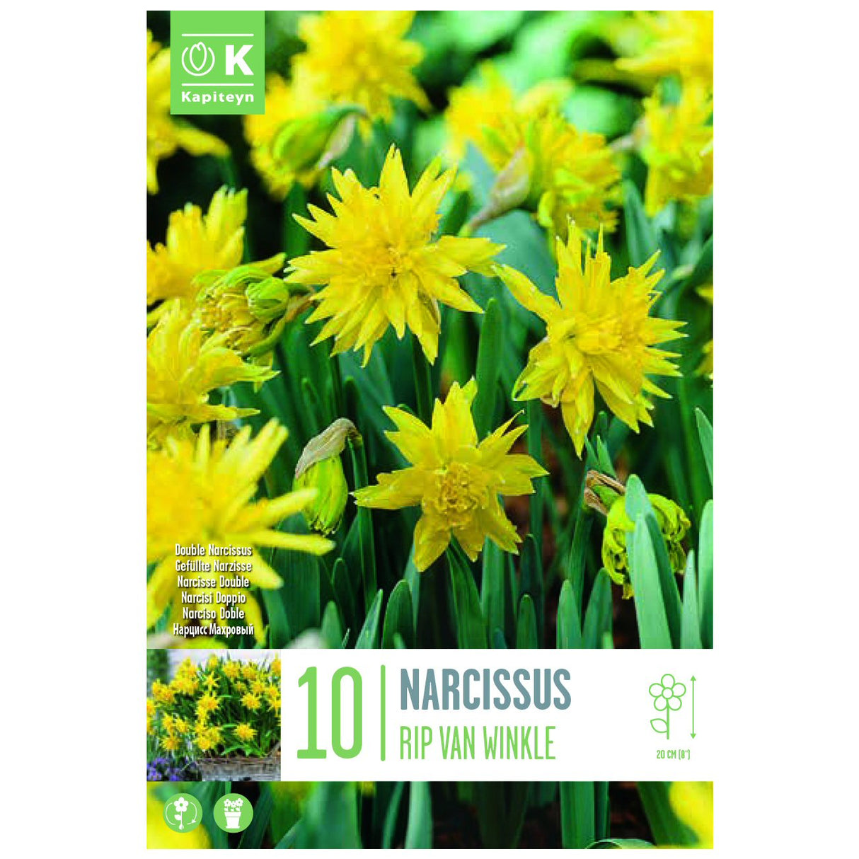 Kapiteyn 10 Botanical Rip Van Winkle Narcissus Daffodil Spring Flowering Bulbs