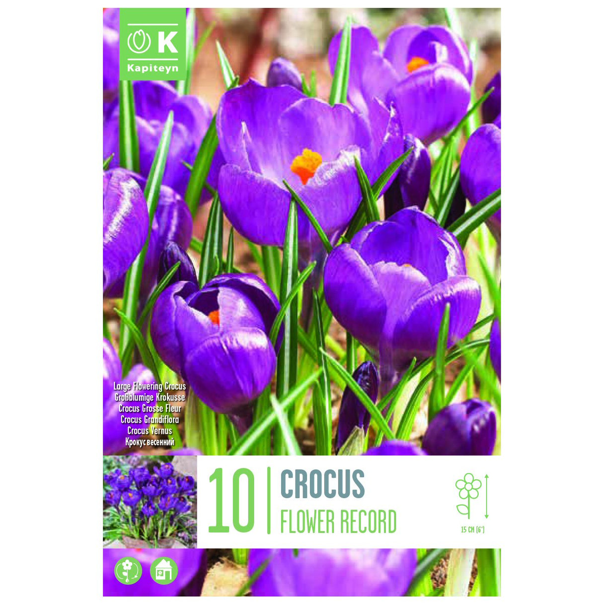 Kapiteyn 10 Flower Record Crocus Spring Flowering Bulbs