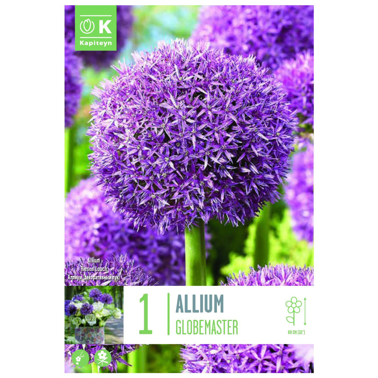 Kapiteyn 1 Globemaster Allium Spring Flowering Bulb