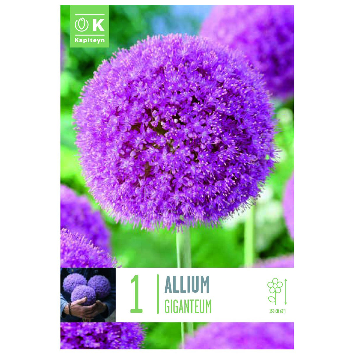 Kapiteyn 1 Giganteum Allium Spring Flowering Bulb