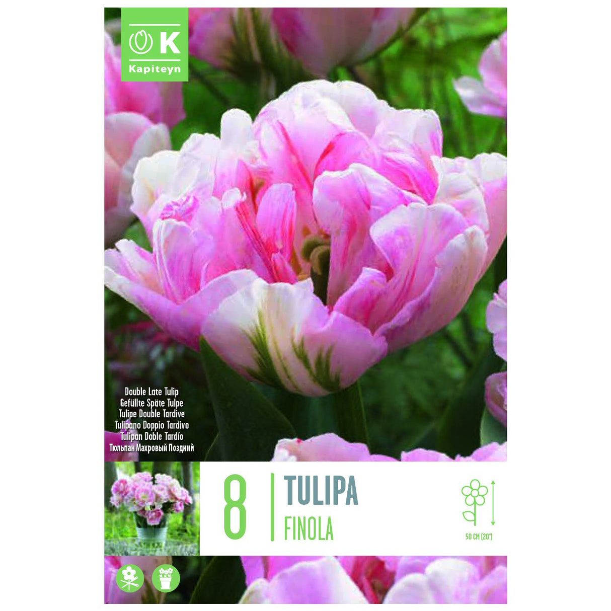 Kapiteyn 8 Finola Double Late Tulip Spring Flowering Bulbs