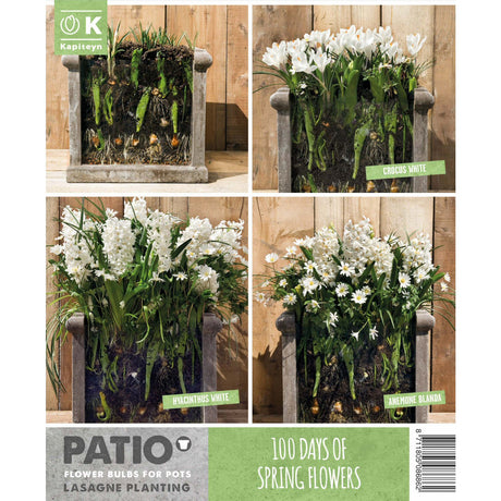 Kapiteyn White Lasagne Planting Patio Flower Spring Flowering Bulbs