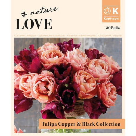 Kapiteyn 30 Copper & Black Tulip Bulb Bouquet Mix Spring Flowering Bulbs