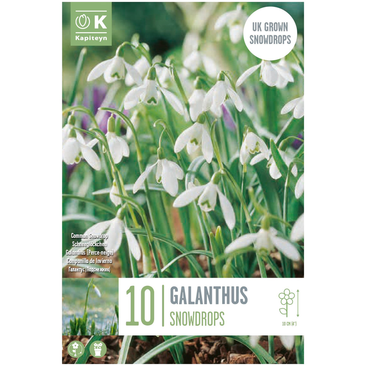 Kapiteyn 10 Galanthus nivalis Common Snowdrop Spring Flowering Bulbs