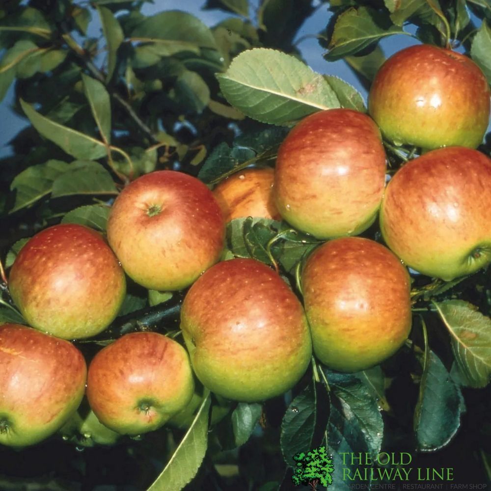 Apple Tree 'James Grieve' Fruit Tree MM106 Rootstock 12Ltr Pot