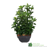 Euonymus japonicus 'Green Spire' 13cm Pot