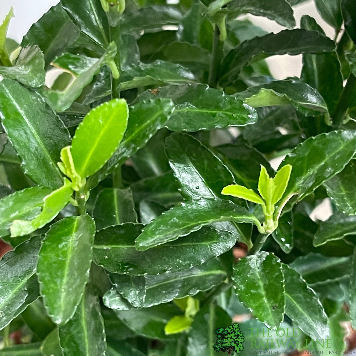 Euonymus japonicus 'Green Spire' 13cm Pot