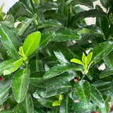 Euonymus japonicus 'Green Spire' 13cm Pot