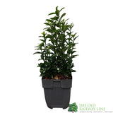 Euonymus japonicus 'Green Spire' 13cm Pot