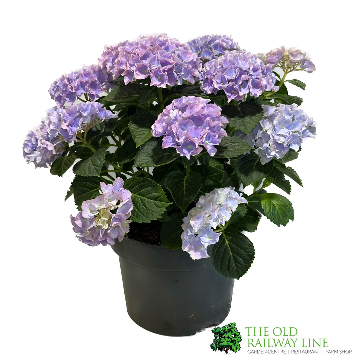 Hydrangea macrophylla 'Mophead Blue' 5Ltr pot