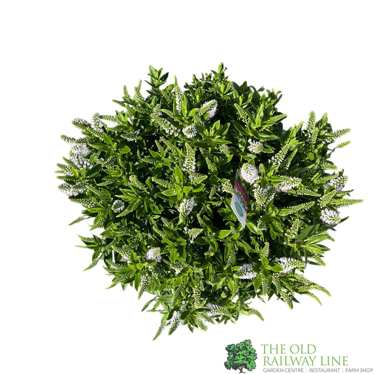 Hebe Addenda Plant 5Ltr Pot