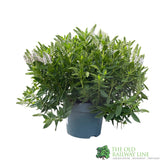 Hebe Addenda Plant 5Ltr Pot