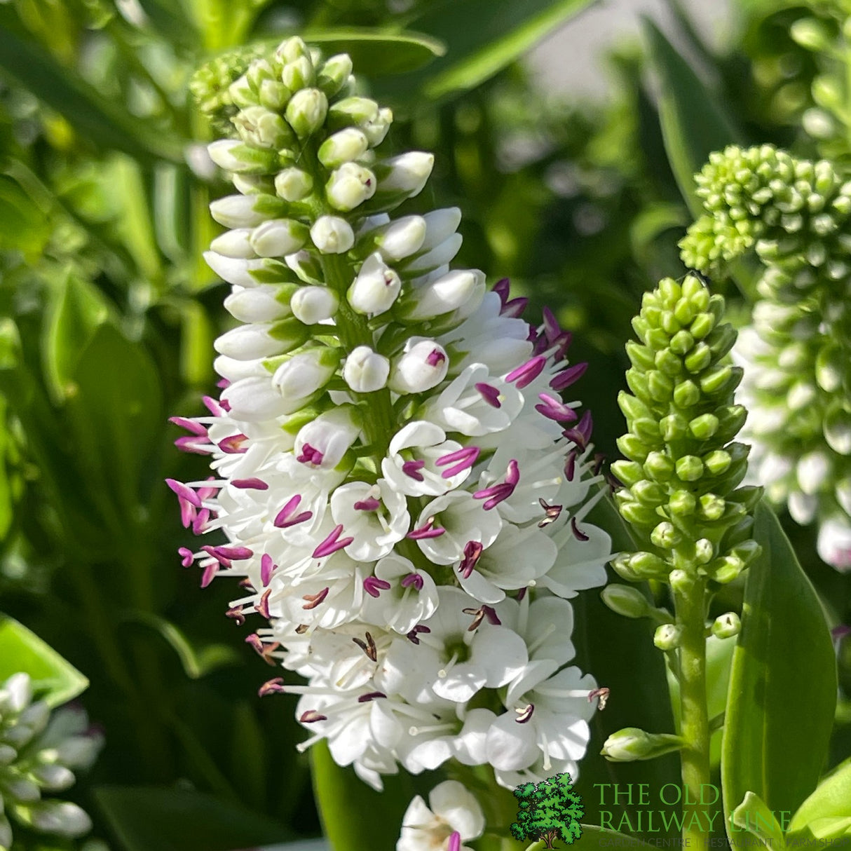 Hebe Addenda Plant 5Ltr Pot