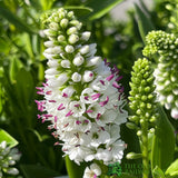 Hebe Addenda Plant 5Ltr Pot