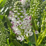 Hebe Addenda Plant 5Ltr Pot