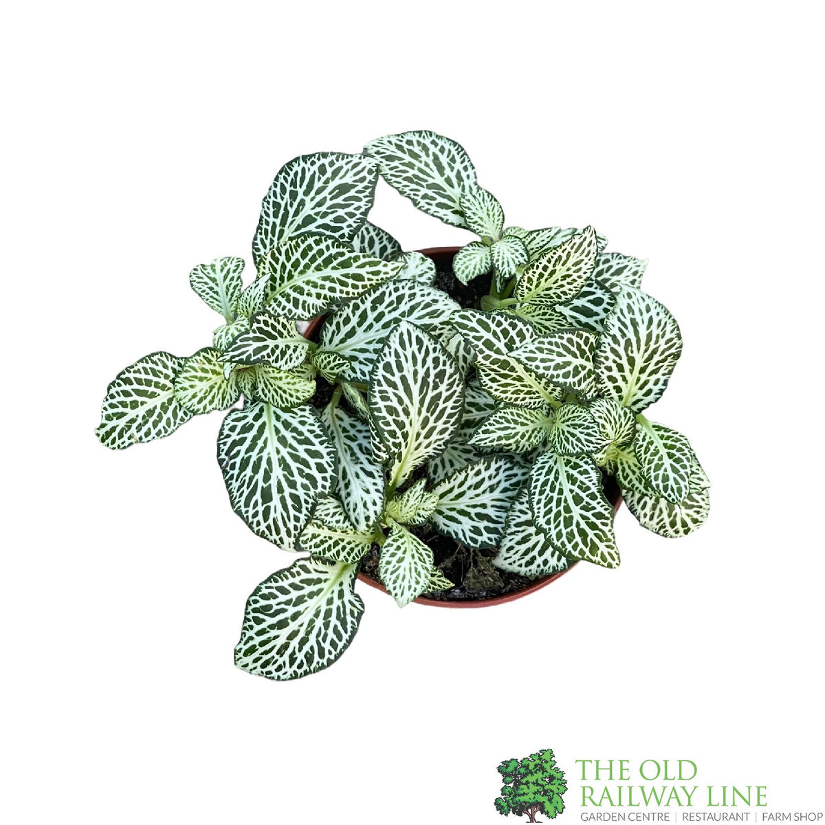Fittonia 'White Forest Flame' Mini Houseplant 8.5cm Pot