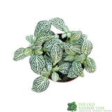 Fittonia 'White Forest Flame' Mini Houseplant 8.5cm Pot