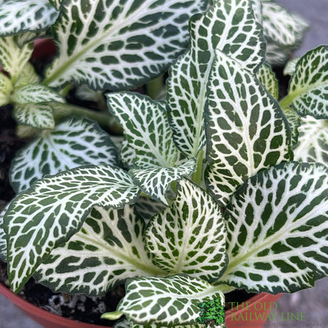 Fittonia 'White Forest Flame' Mini Houseplant 8.5cm Pot