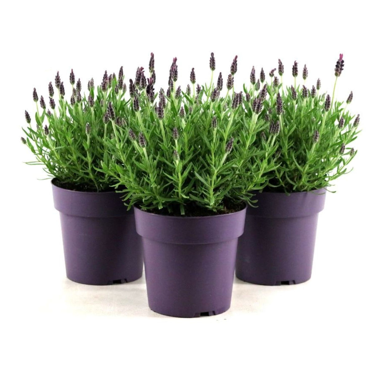 Lavender 'Anouk' Mixed French Lavandula Plant