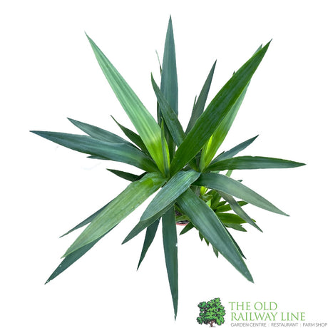 Yucca Houseplant 17cm Pot