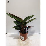 Calathea 12cm Mix (Choice of 8)