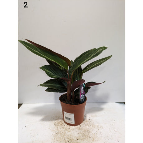 Calathea 12cm Mix (Choice of 8)