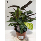 Calathea 12cm Mix (Choice of 8)