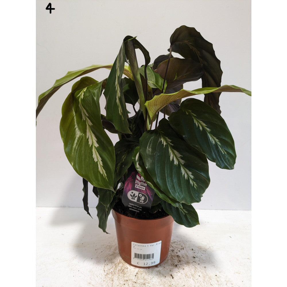 Calathea 12cm Mix (Choice of 8)