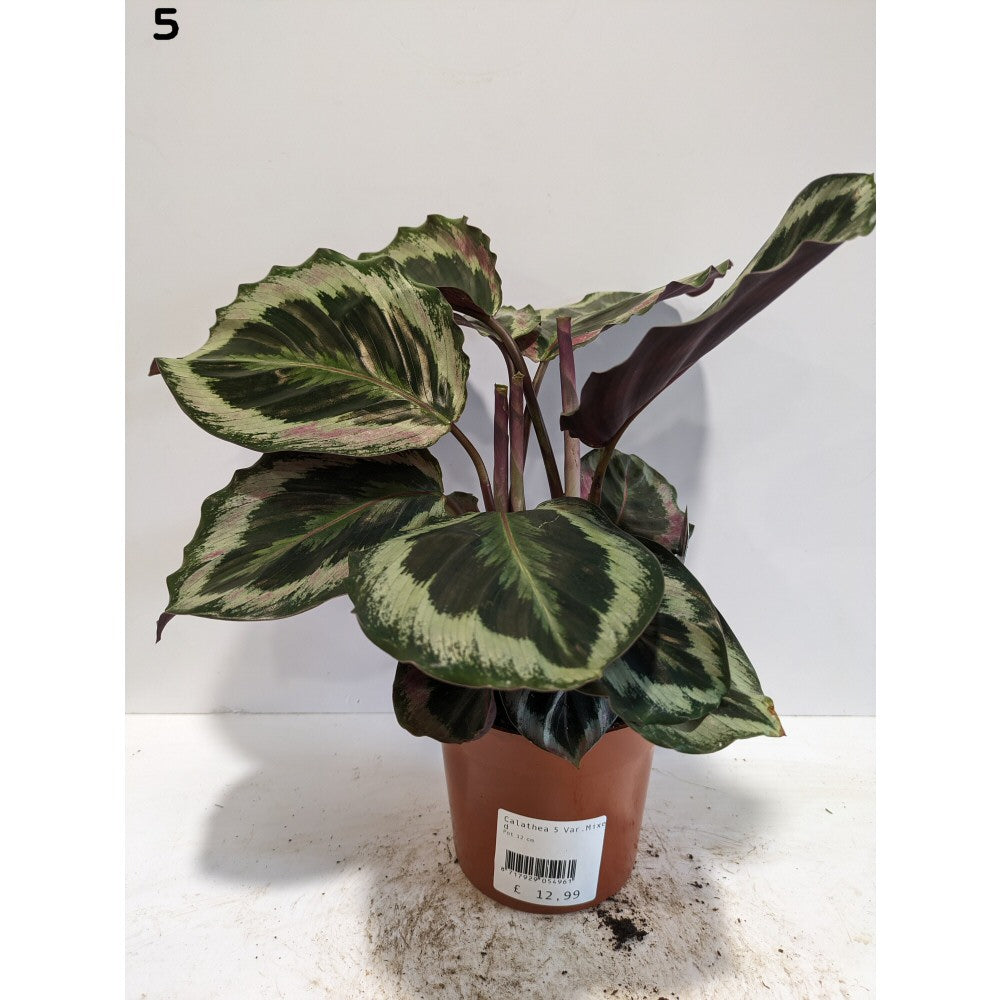 Calathea 12cm Mix (Choice of 8)