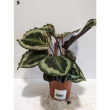 Calathea 12cm Mix (Choice of 8)