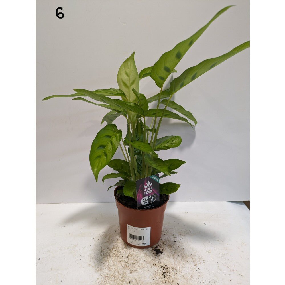 Calathea 12cm Mix (Choice of 8)