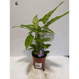 Calathea 12cm Mix (Choice of 8)