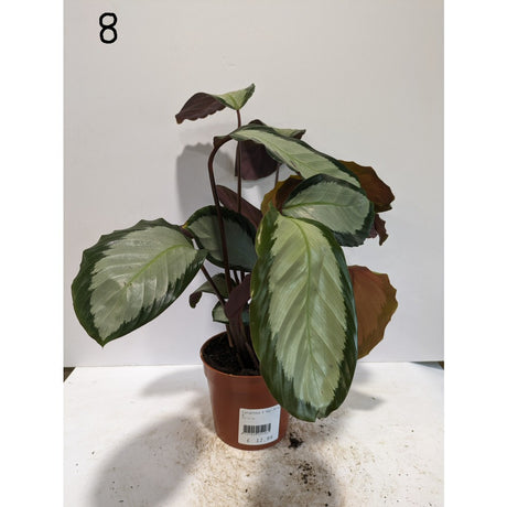 Calathea 12cm Mix (Choice of 8)