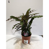 Calathea 12cm Mix (Choice of 8)