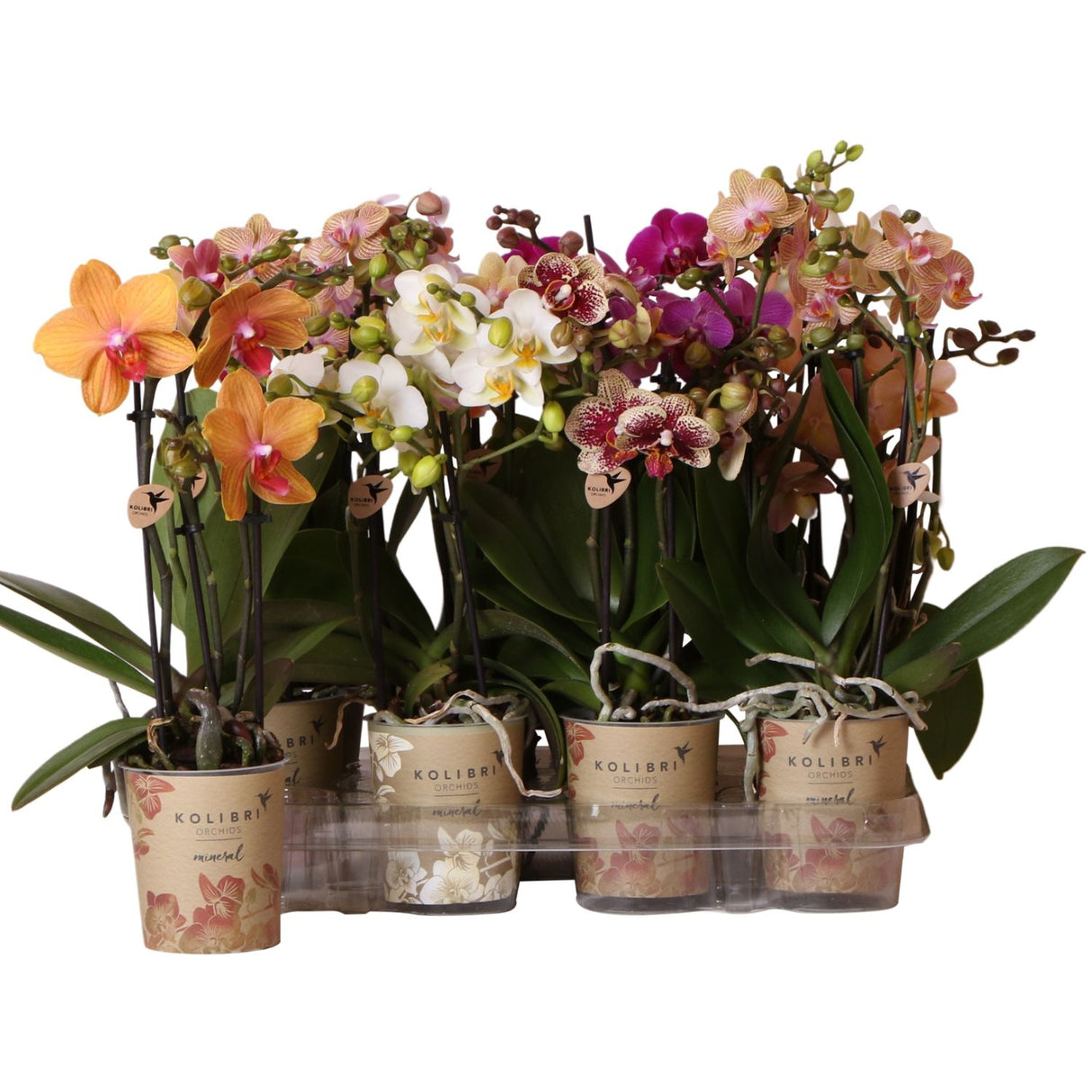 Phalaenopsis Multi Flora Orchid 9cm Mixed Variety