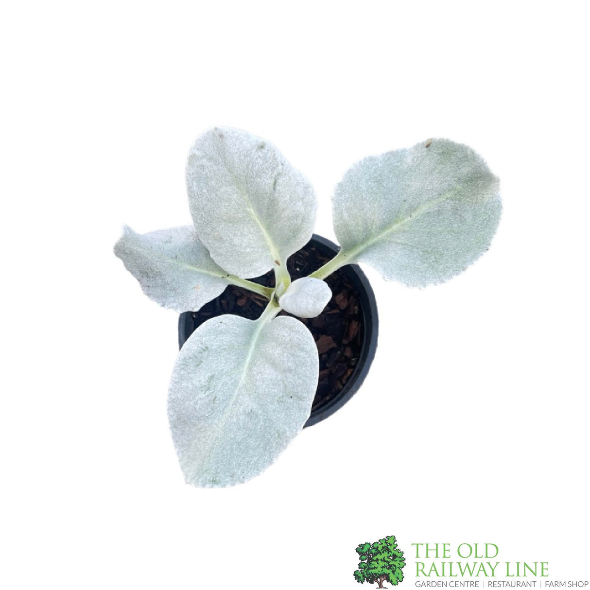 Senecio candidans 'Angel Wings' Plant 1Ltr (NL)