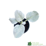 Senecio candidans 'Angel Wings' Plant 1Ltr (NL)