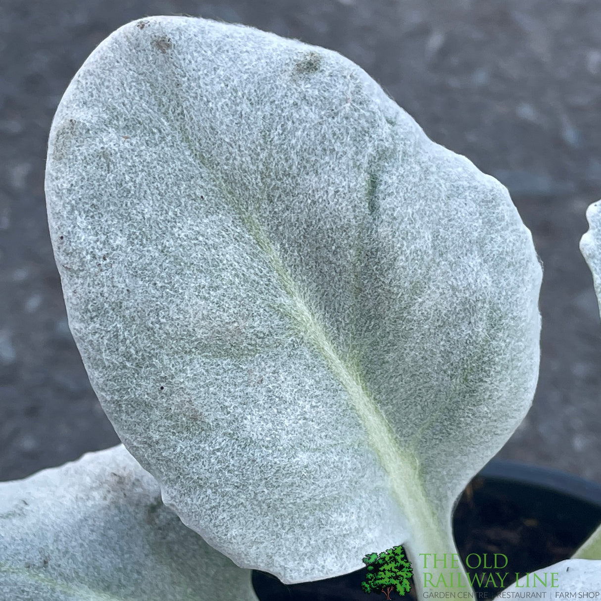 Senecio candidans 'Angel Wings' Plant 1Ltr (NL)