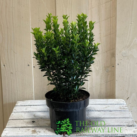 Euonymus japonicus 'Green Spire' 2Ltr Pot (NL)