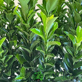 Euonymus japonicus 'Green Spire' 2Ltr Pot (NL)