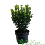 Euonymus japonicus 'Green Spire' 2Ltr Pot (NL)
